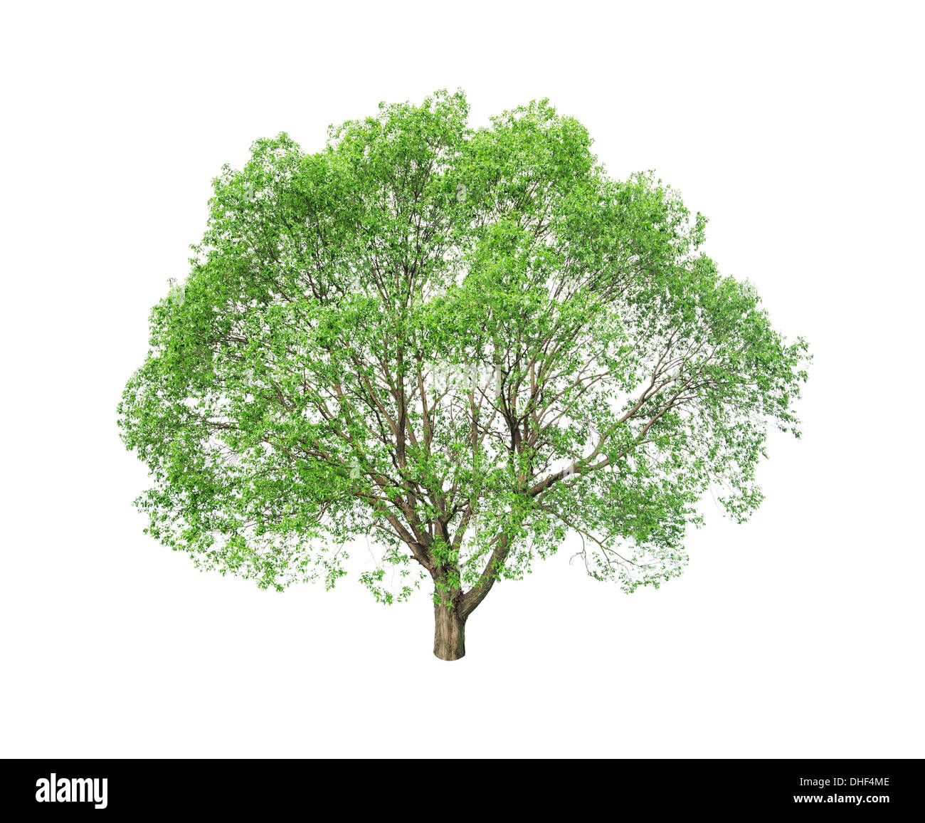 green tree isolated on white Stock Photo