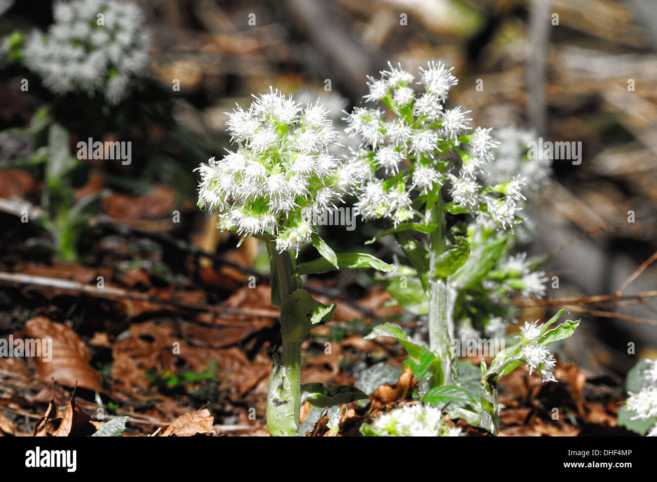 Flowers white butterbur Stock Photo