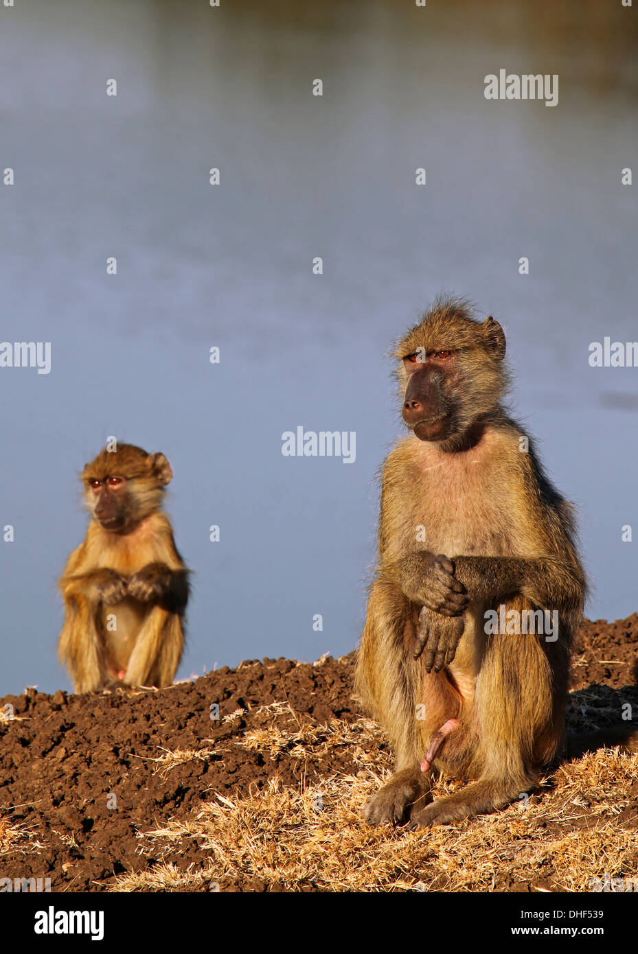 res stock photography and images Biology Diagrams