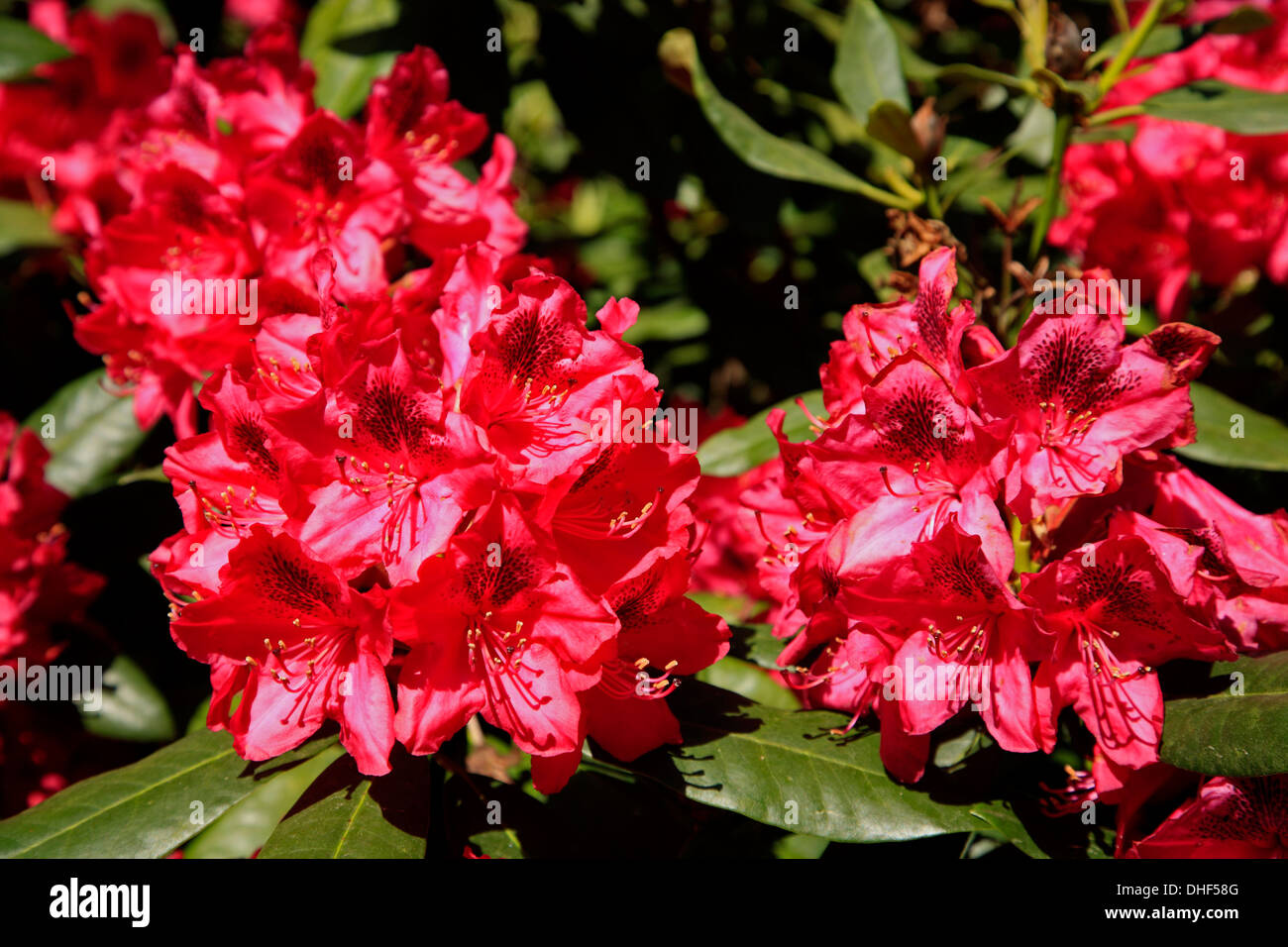 Rhododendrenpark HOBBIE in Linswege near Westerstede, Ammerland, Lower  Saxony, Germany Stock Photo - Alamy