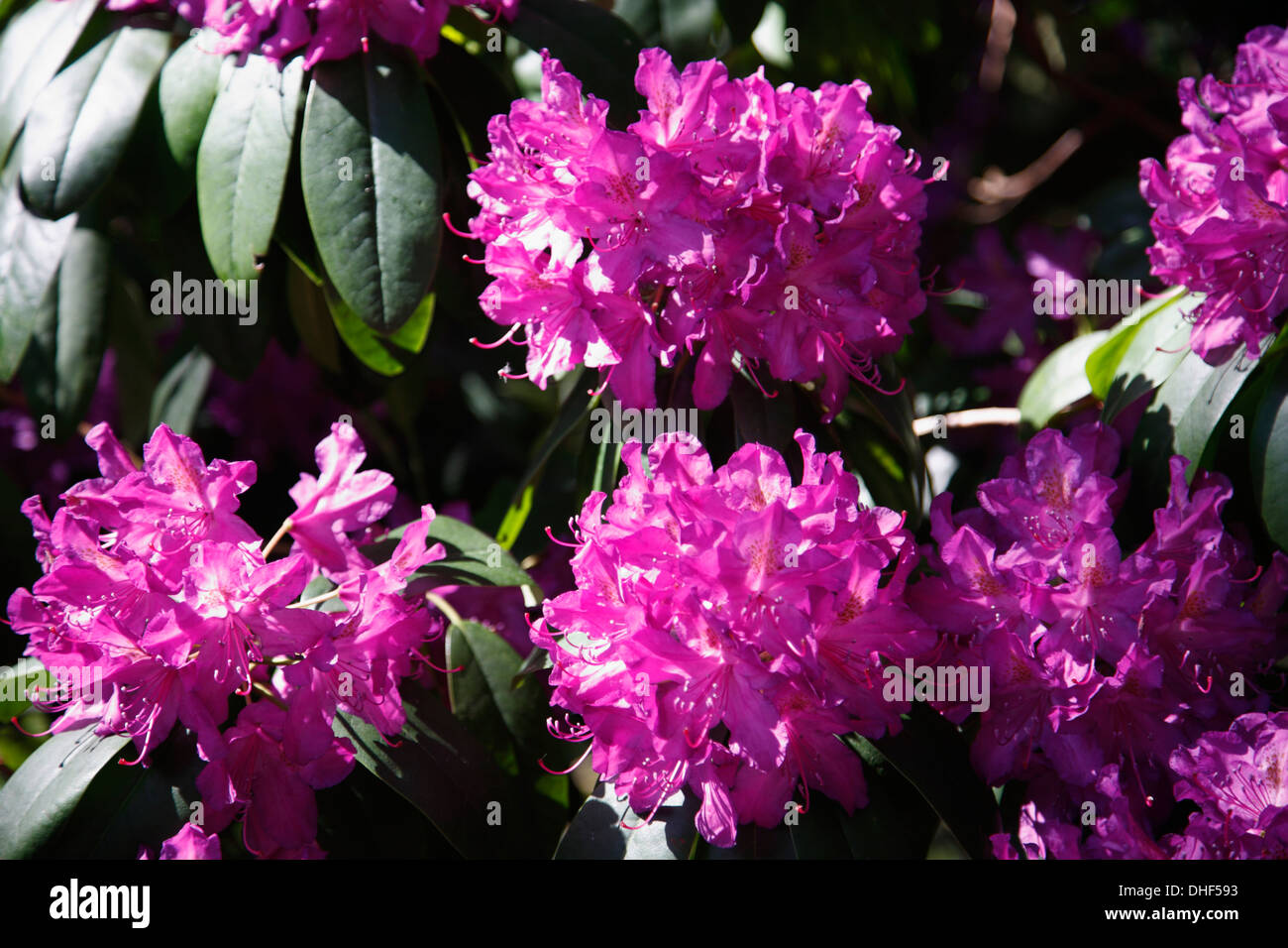 blaukorn dosierung thuja Volldünger Blaukorn Classic 8-8-8 – TerraDomi Onlineshop main image 1