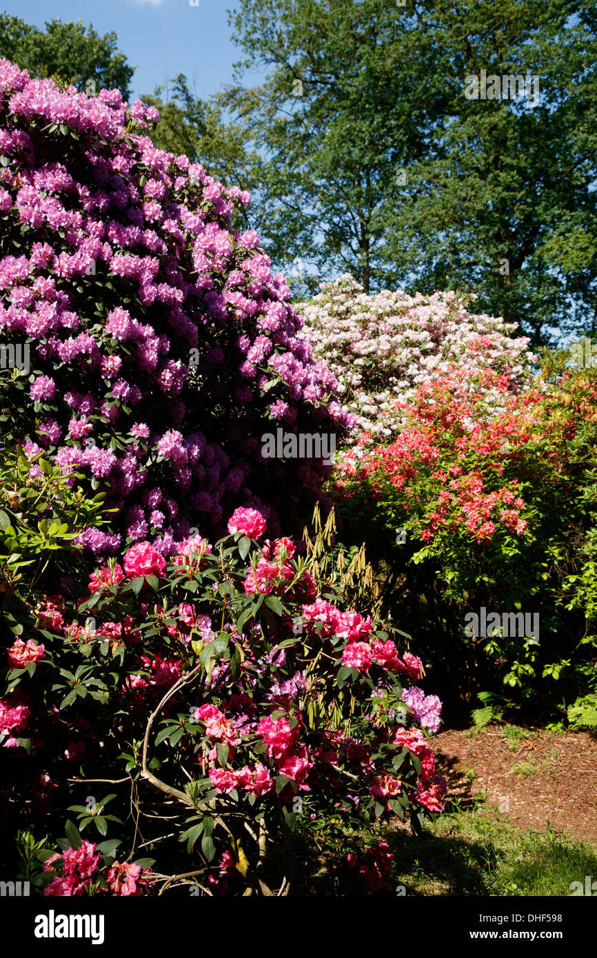 Rhododendrenpark HOBBIE in Linswege near Westerstede, Ammerland, Lower  Saxony, Germany Stock Photo - Alamy