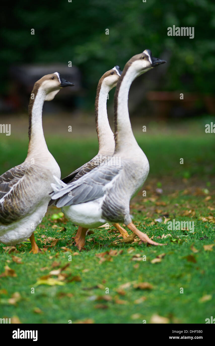 Three chinese geese in park Stock Photo