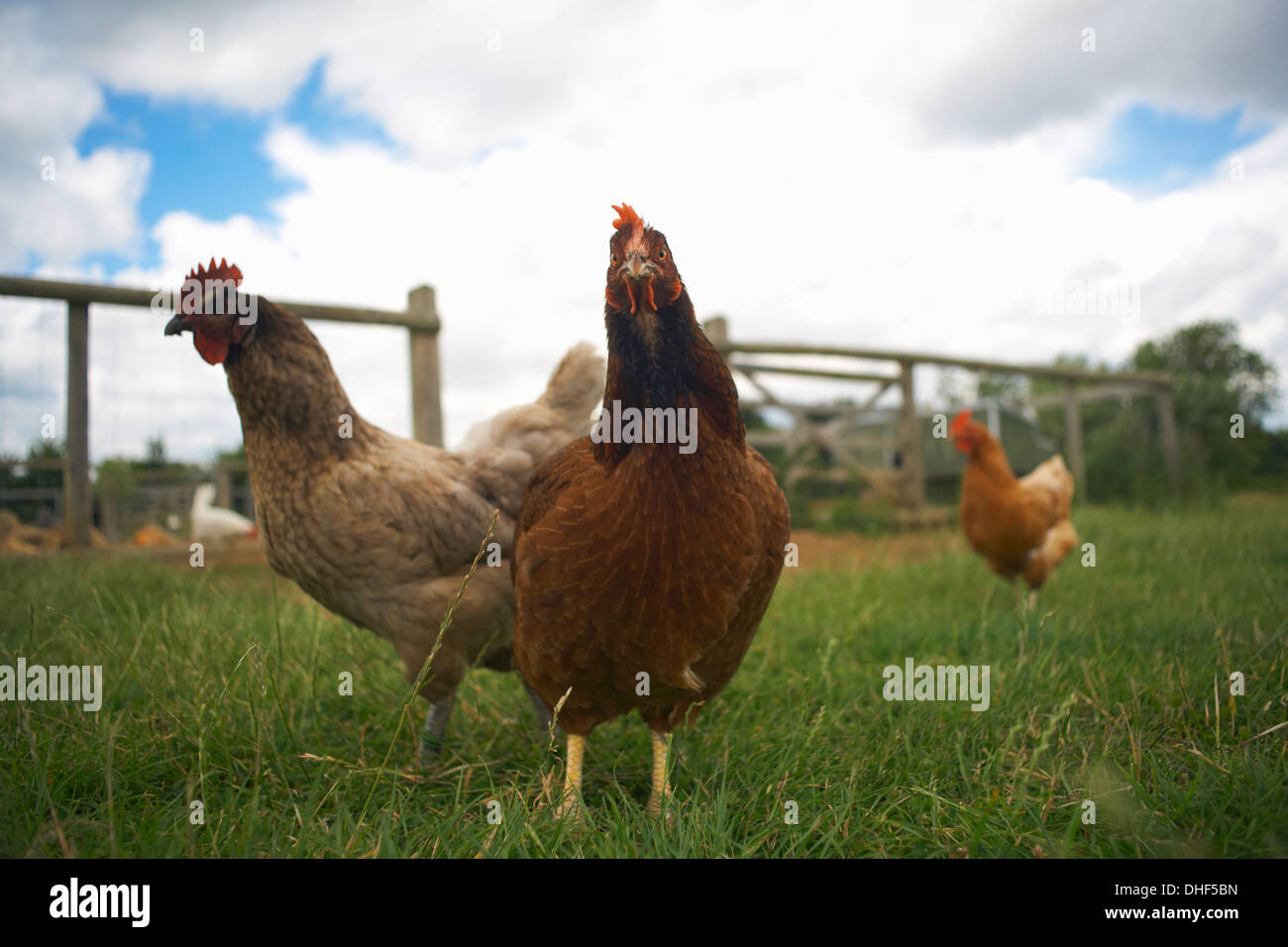 Free range chickens hires stock photography and images Alamy