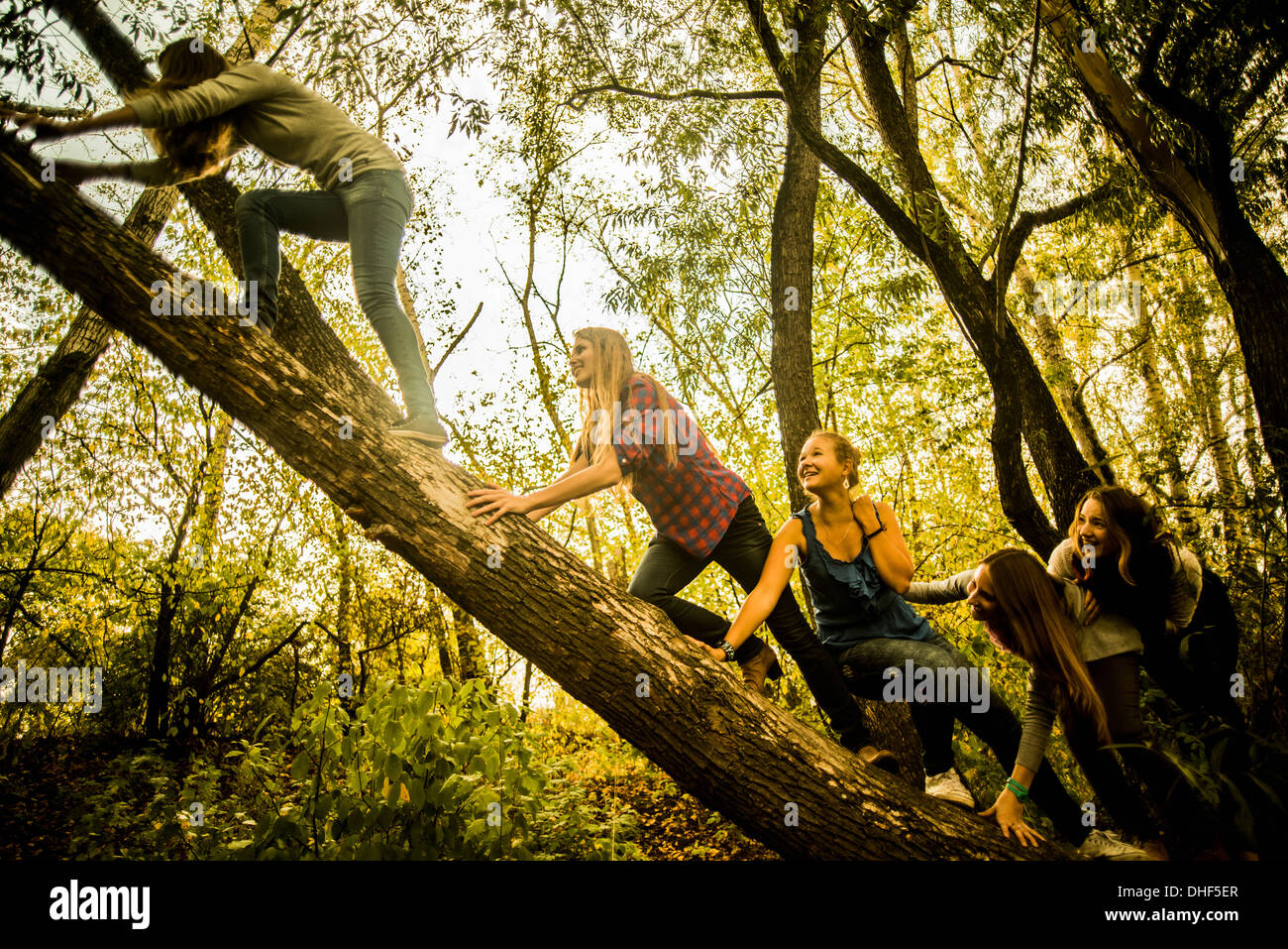 Five young women climbing tree in woods Stock Photo