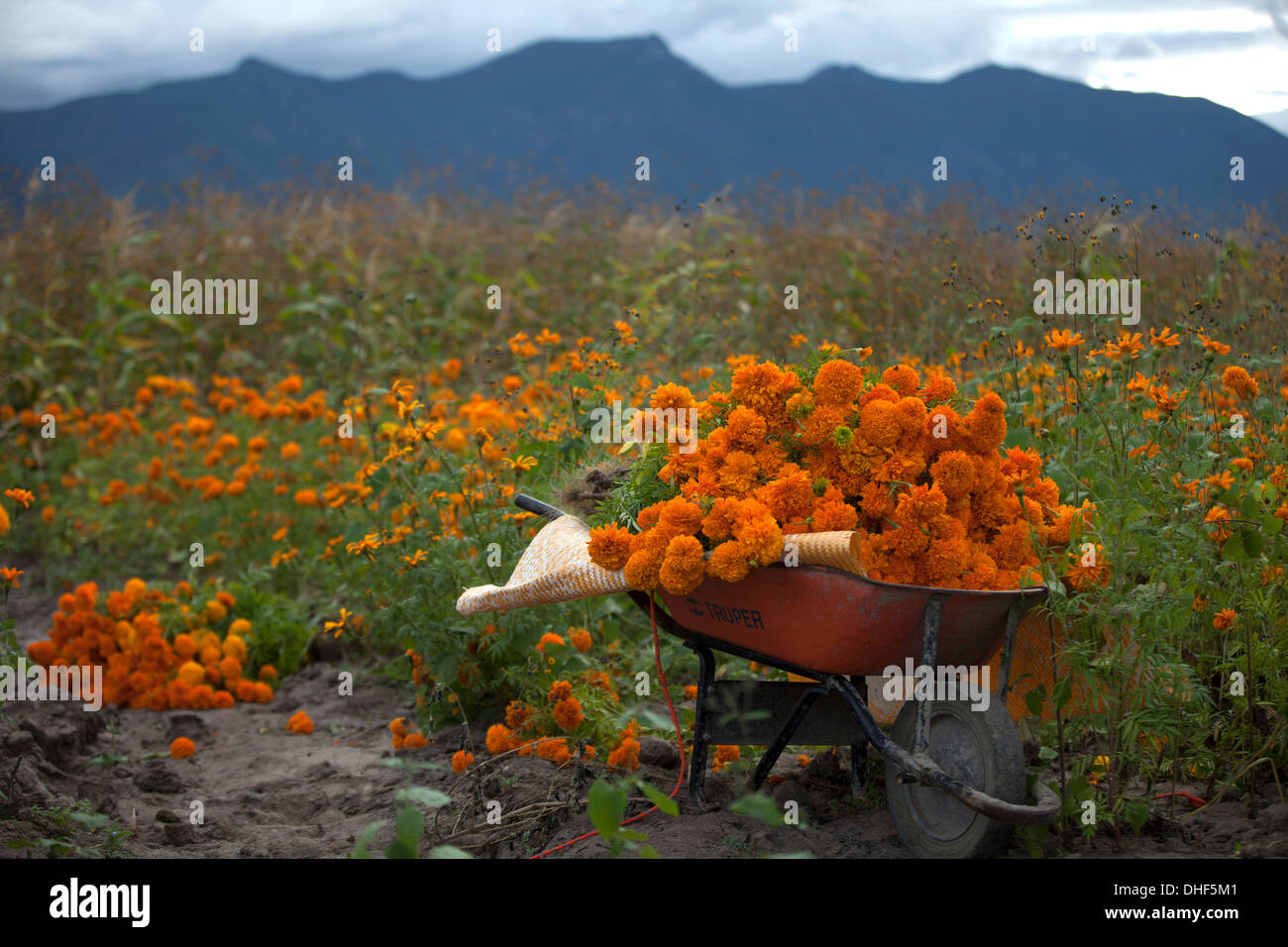 Marigold flowers used for the Day of the Dead celebrations grow in Mitla,  Oaxaca, Mexico Stock Photo - Alamy