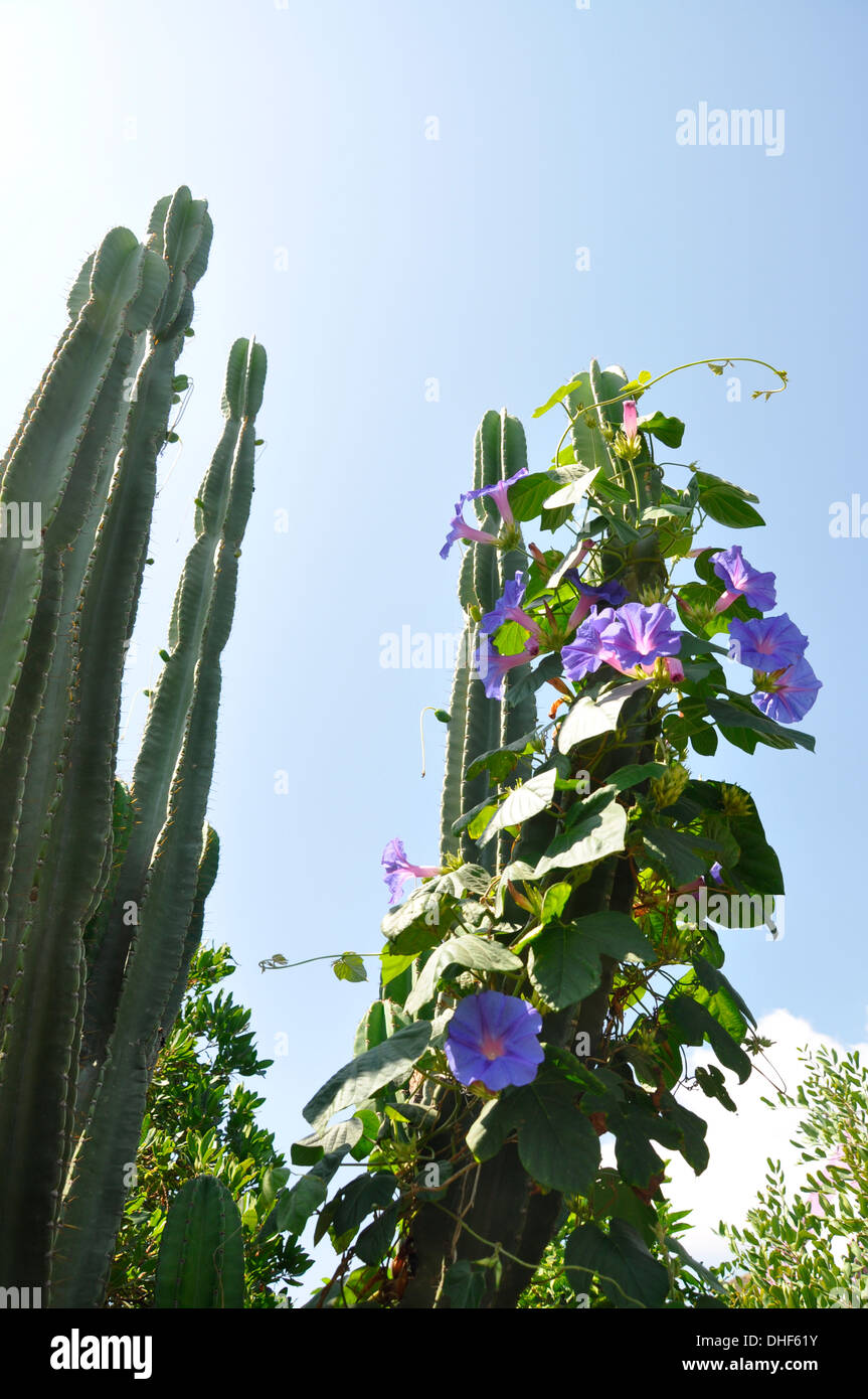 Cactus and climbing plant on Stromboli, Italy Stock Photo