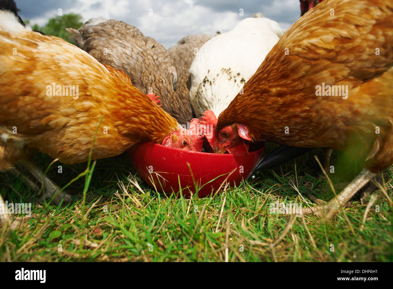 Free range chickens feeding Stock Photo
