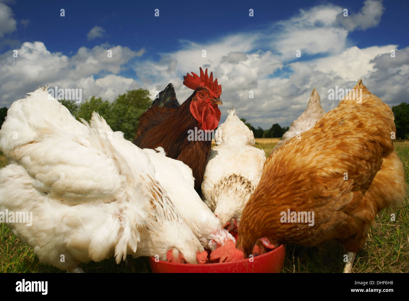 Free range chickens feeding from bowl Stock Photo Alamy