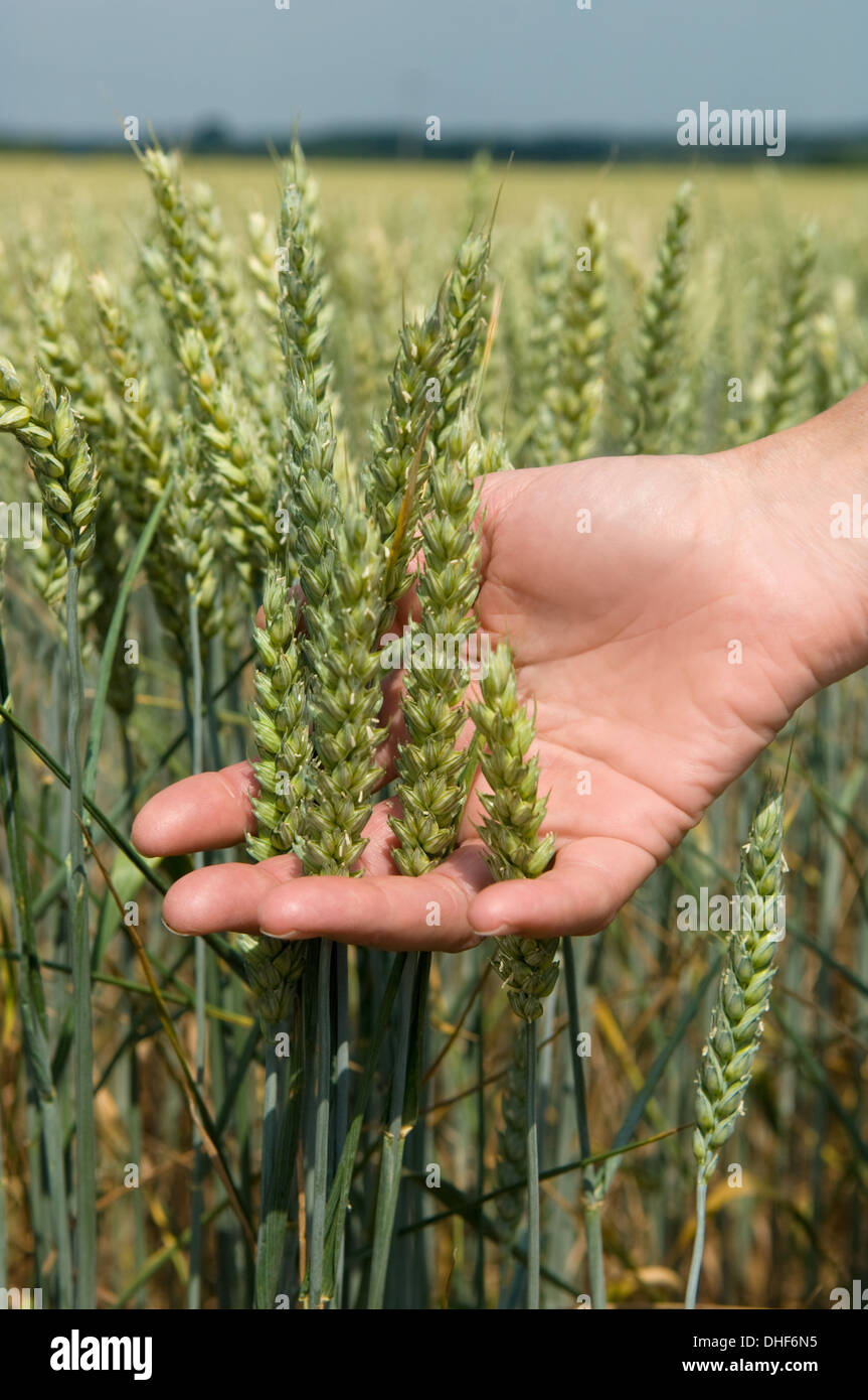 wheat plant stock photos