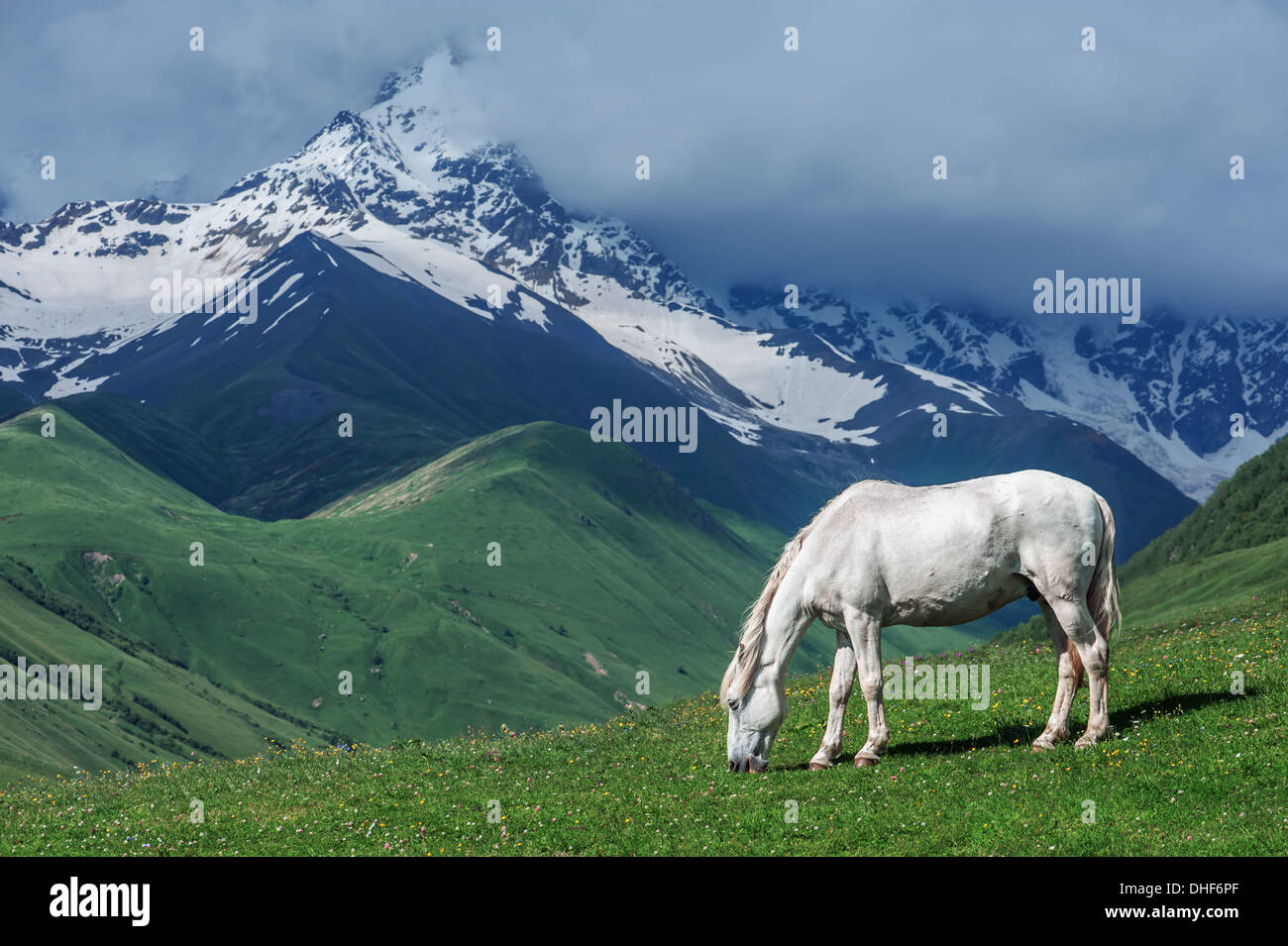 Rocky mountain horse hires stock photography and images Alamy