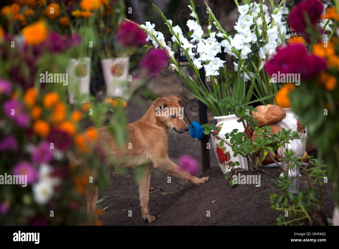 Dog tomb hi-res stock photography and images - Alamy