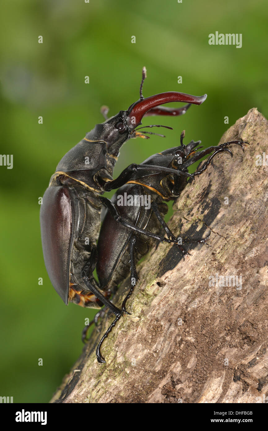 Mating Stag Beetles - Lucanus cervus Stock Photo