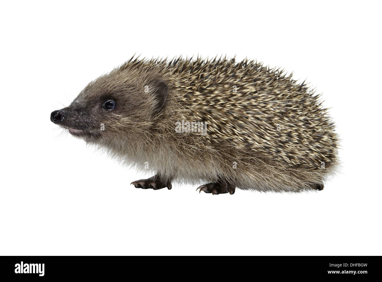 Hedgehog Erinaceus europaeus Stock Photo