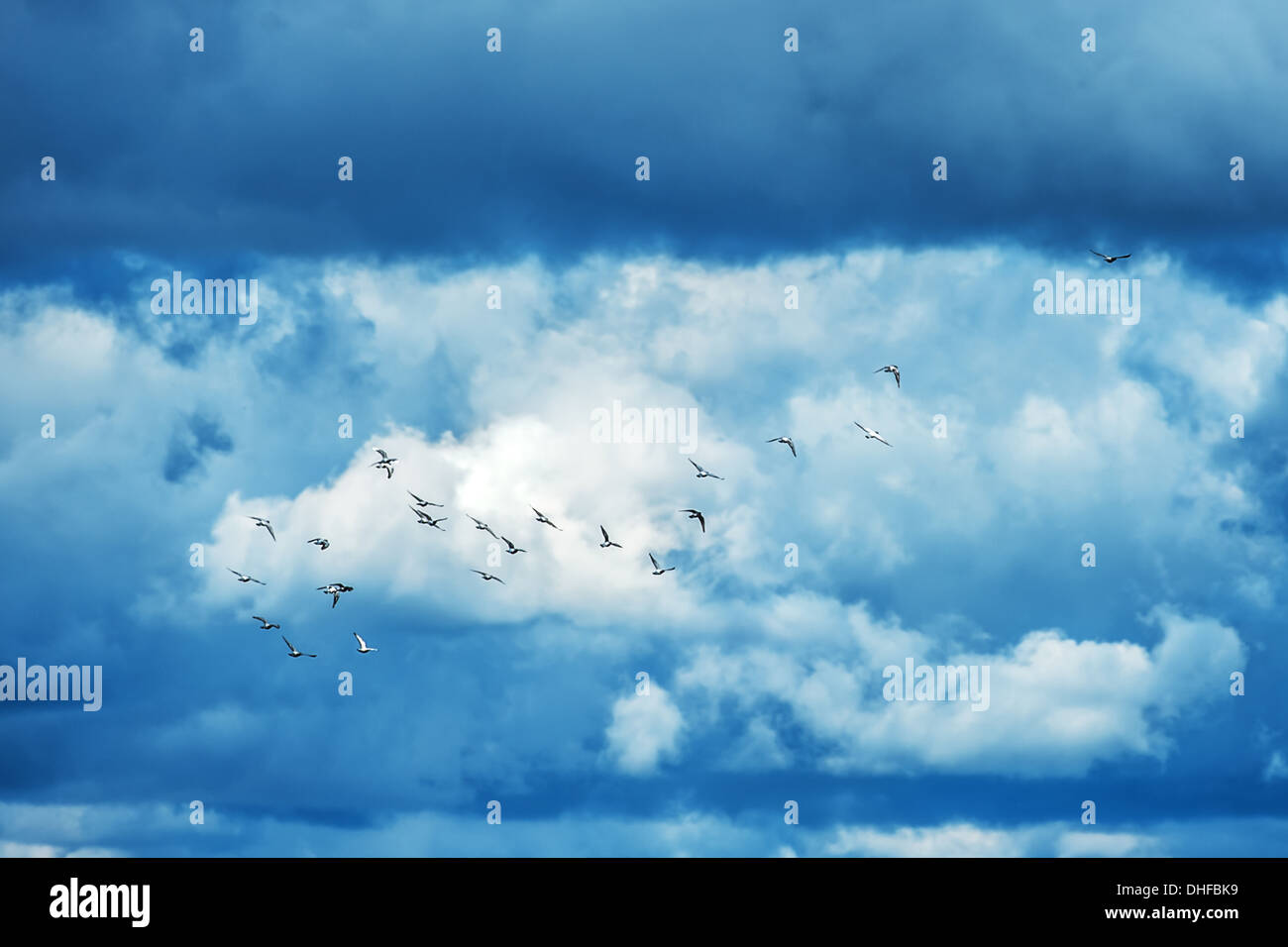 pigeons covey in blue sky Stock Photo