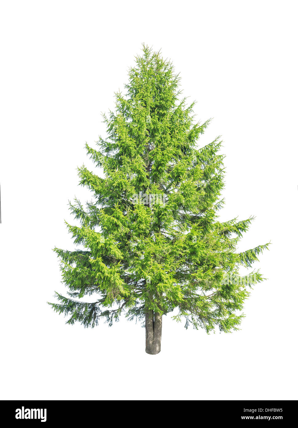 green fir isolated on white Stock Photo