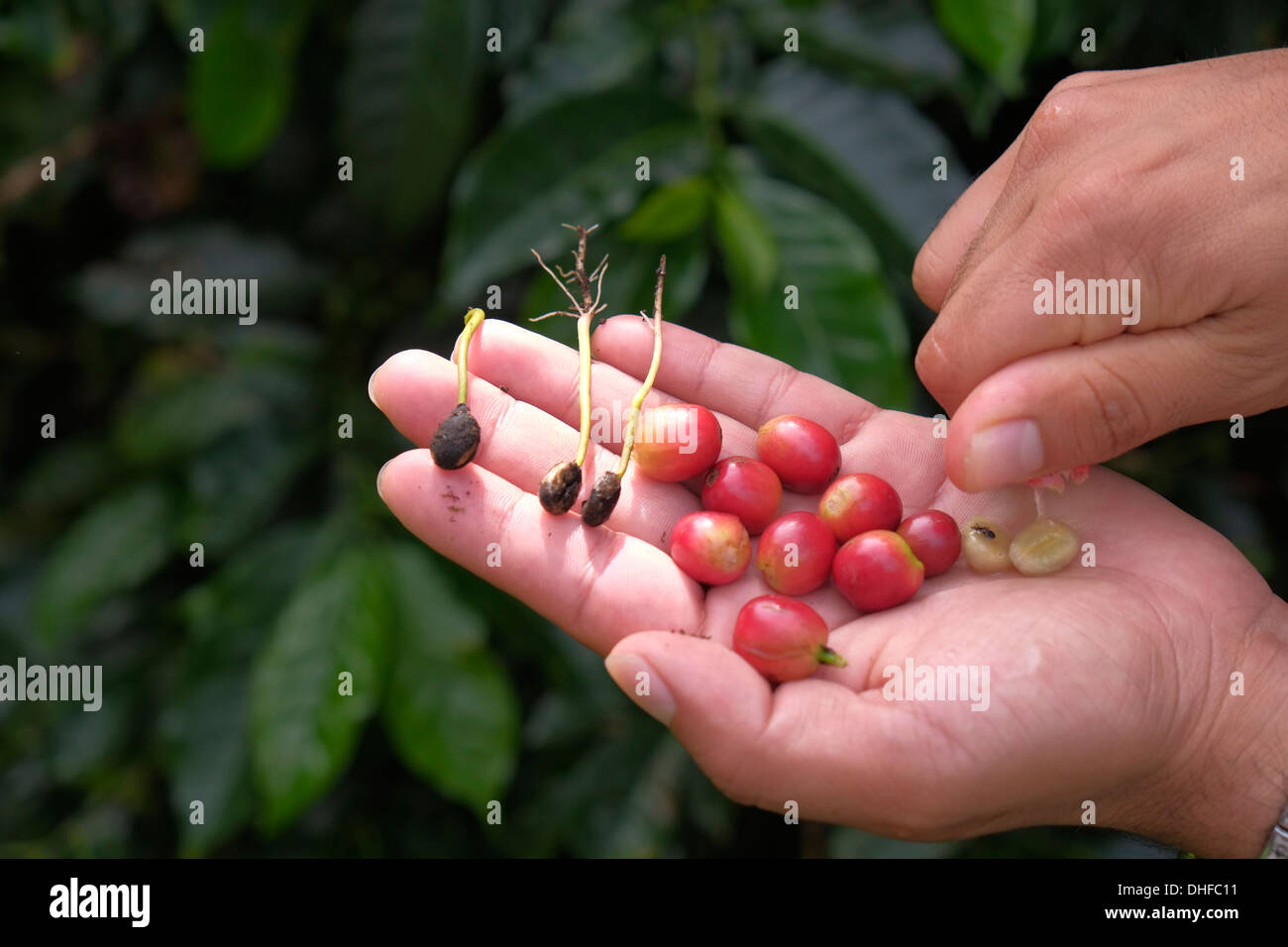 Ripe Coffee berries grow on a coffee plant in Boquete region Chiriqui