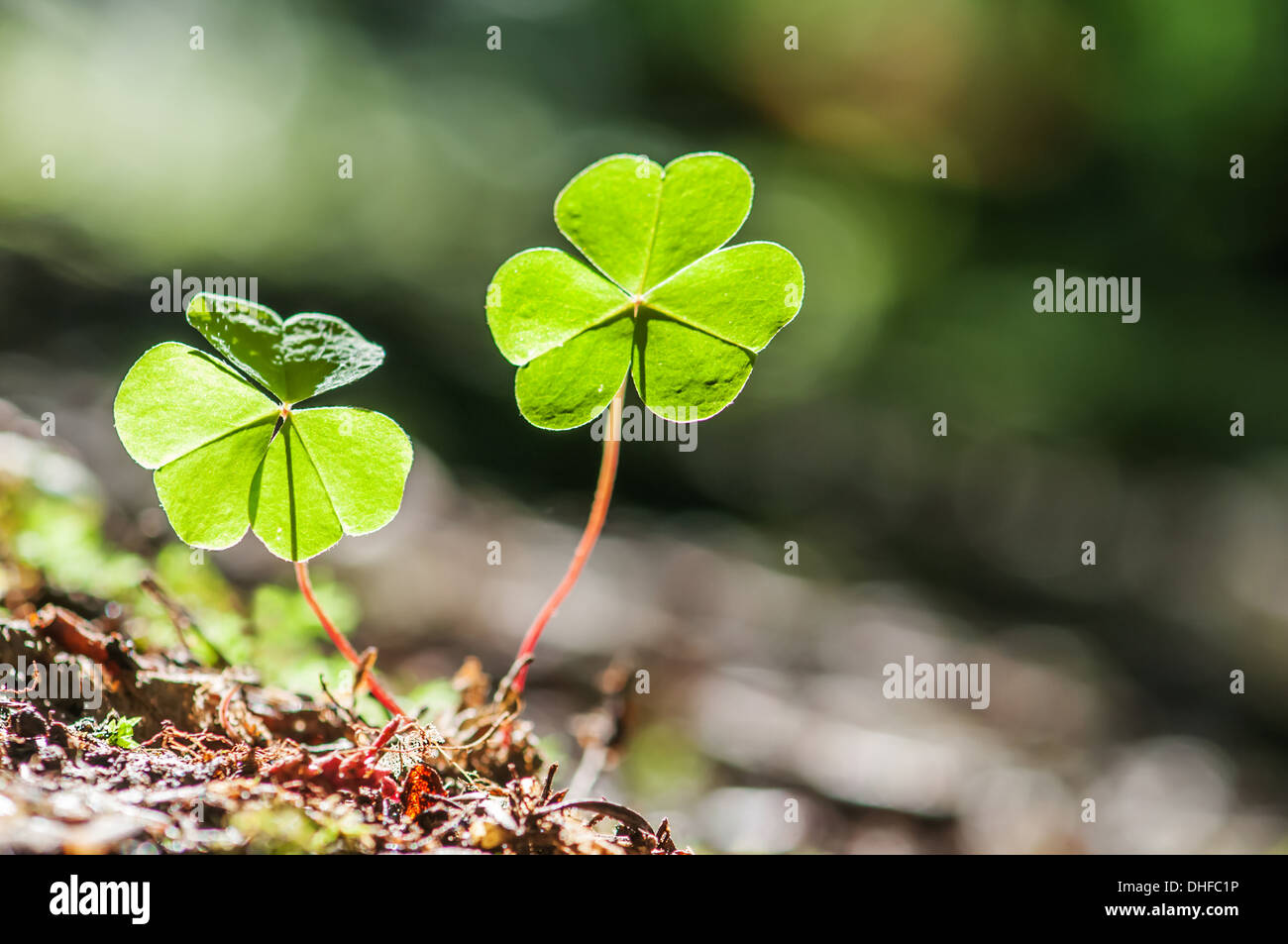 two clover leaf on dark background Stock Photo