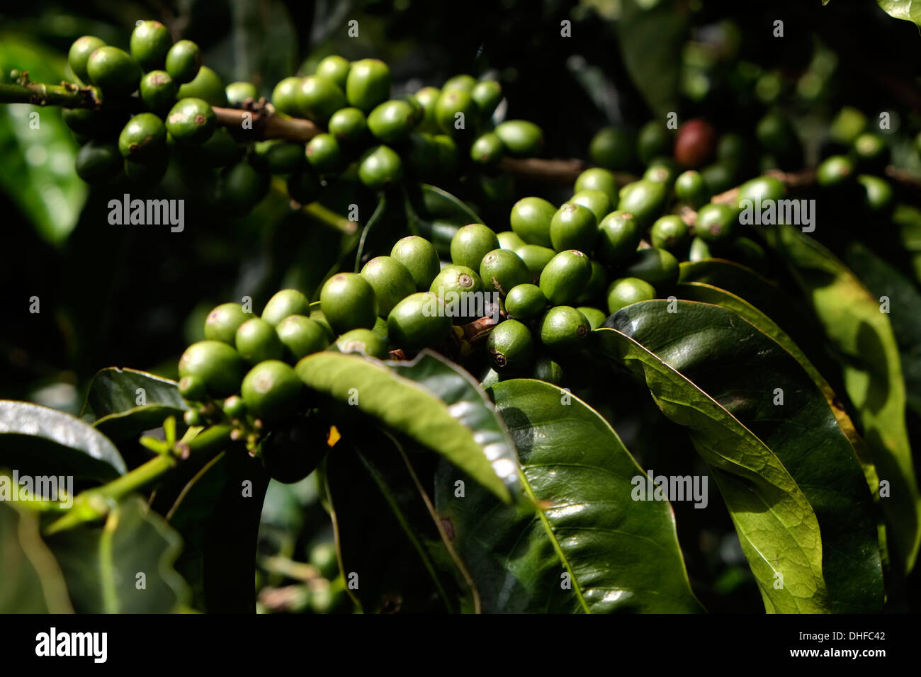 Unripe Coffee berries grow on a coffee plant in Boquete region Chiriqui