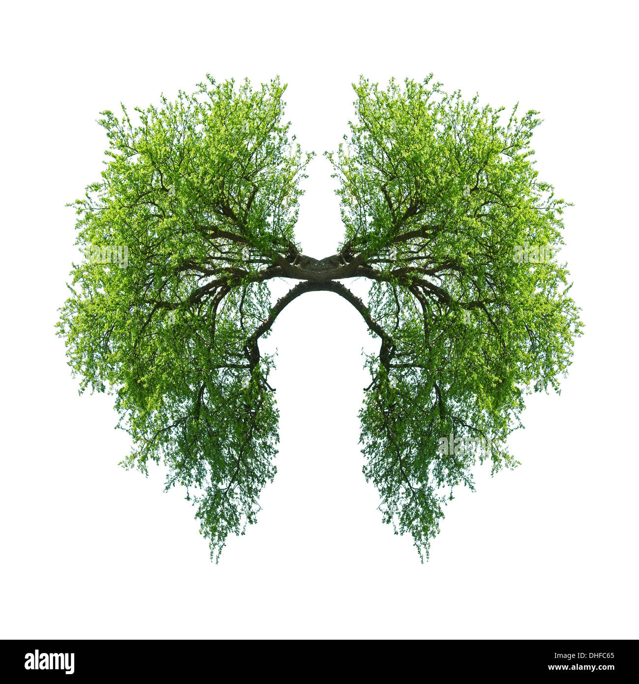 green tree lungs isolated on white Stock Photo