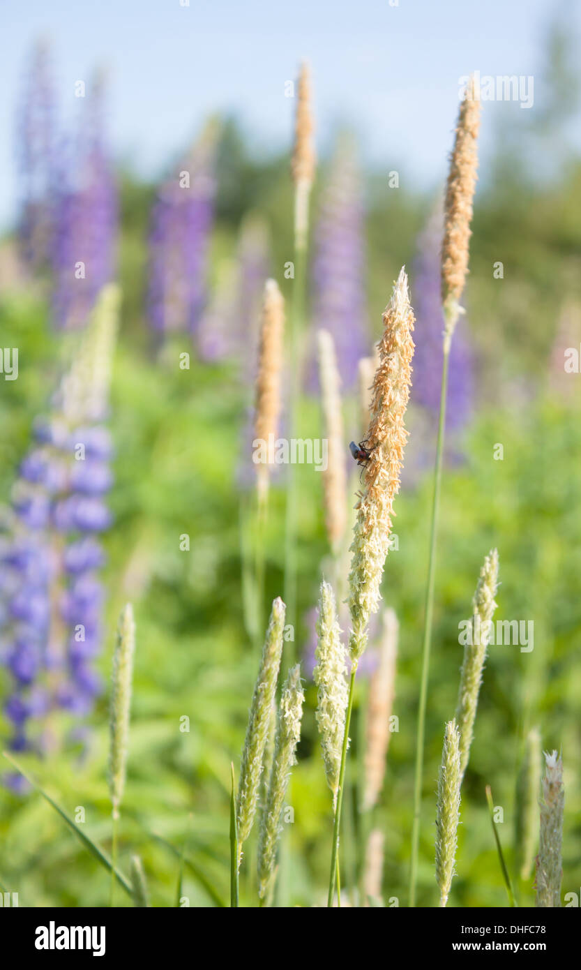 lupine lupines, countryside, country, blue sky, landscape, grass, Stock Photo