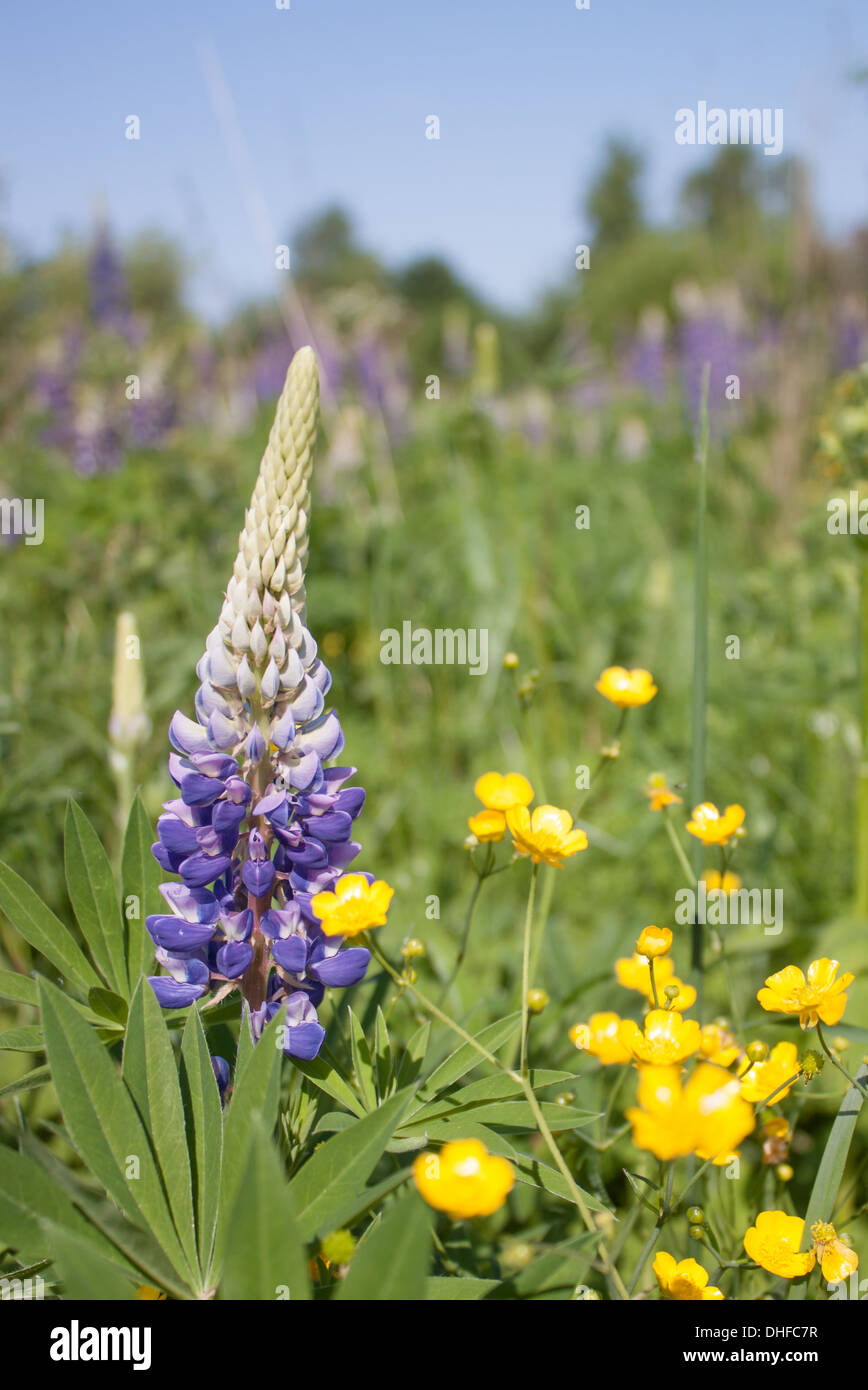 lupine lupines, countryside, country, blue sky, landscape, grass, Stock Photo