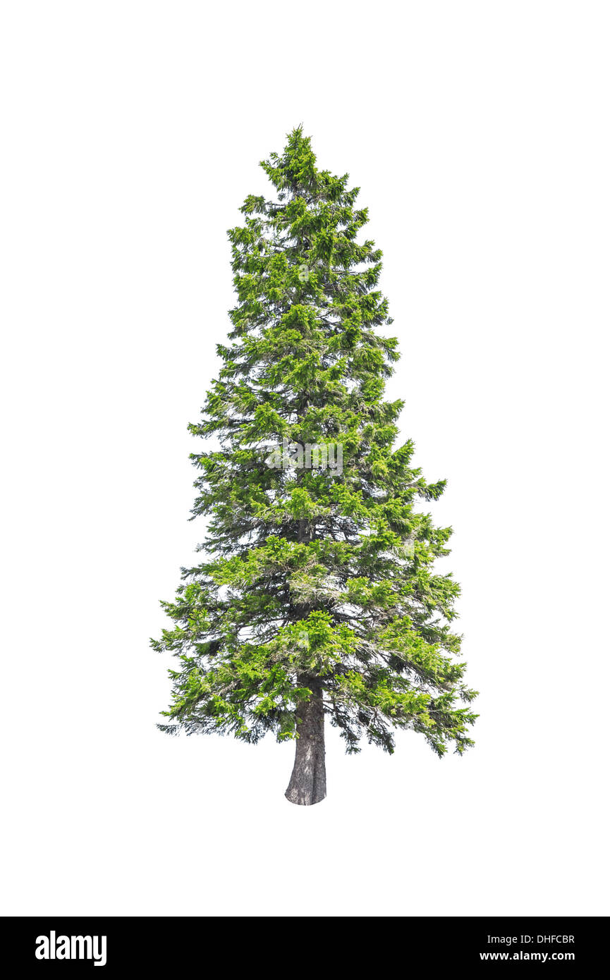 christmas tree isolated on white Stock Photo - Alamy