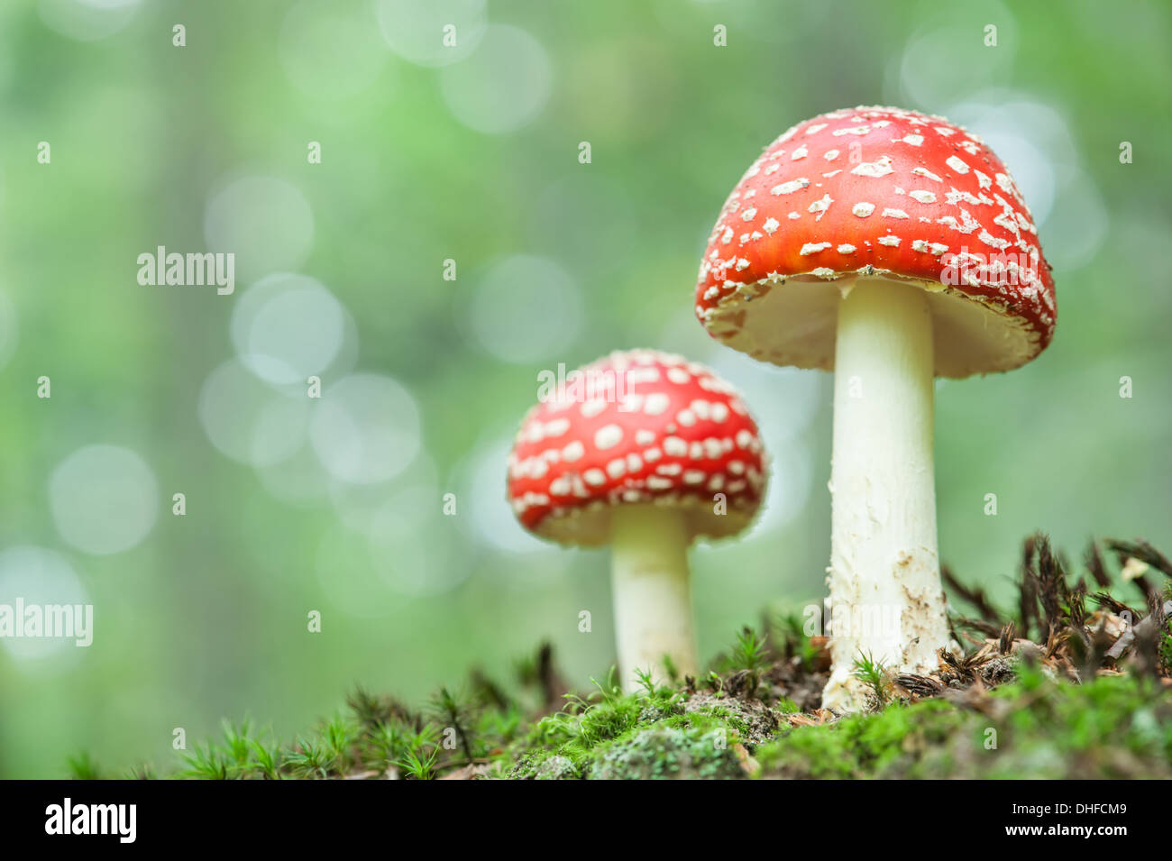 fly-agaric in forest close up Stock Photo
