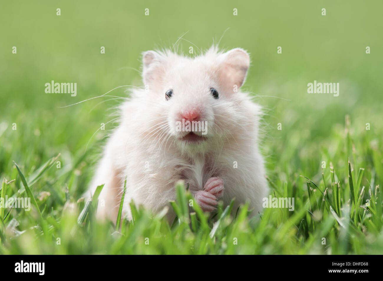 white hamster on lawn closeup Stock Photo