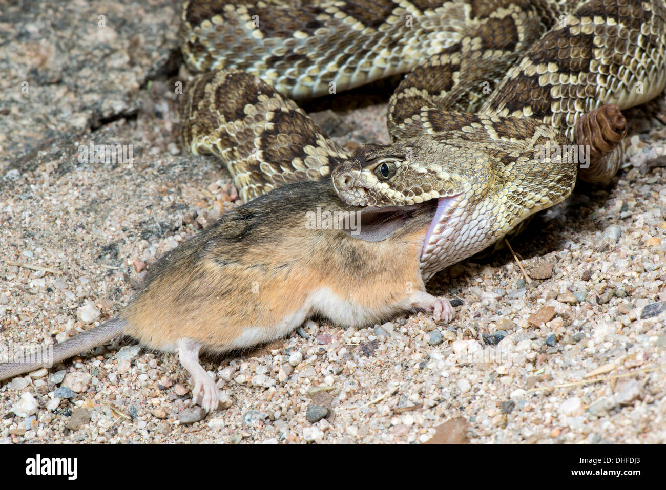 Mohave Rattlesnake eating a Cactus Mouse Crotalus scutulatus & Peromyscus eremicus Stock Photo