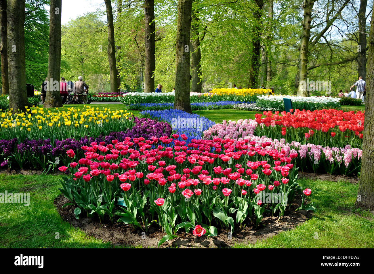 Purple, yellow, blue, pink and white tulips in Keukenhof park in ...
