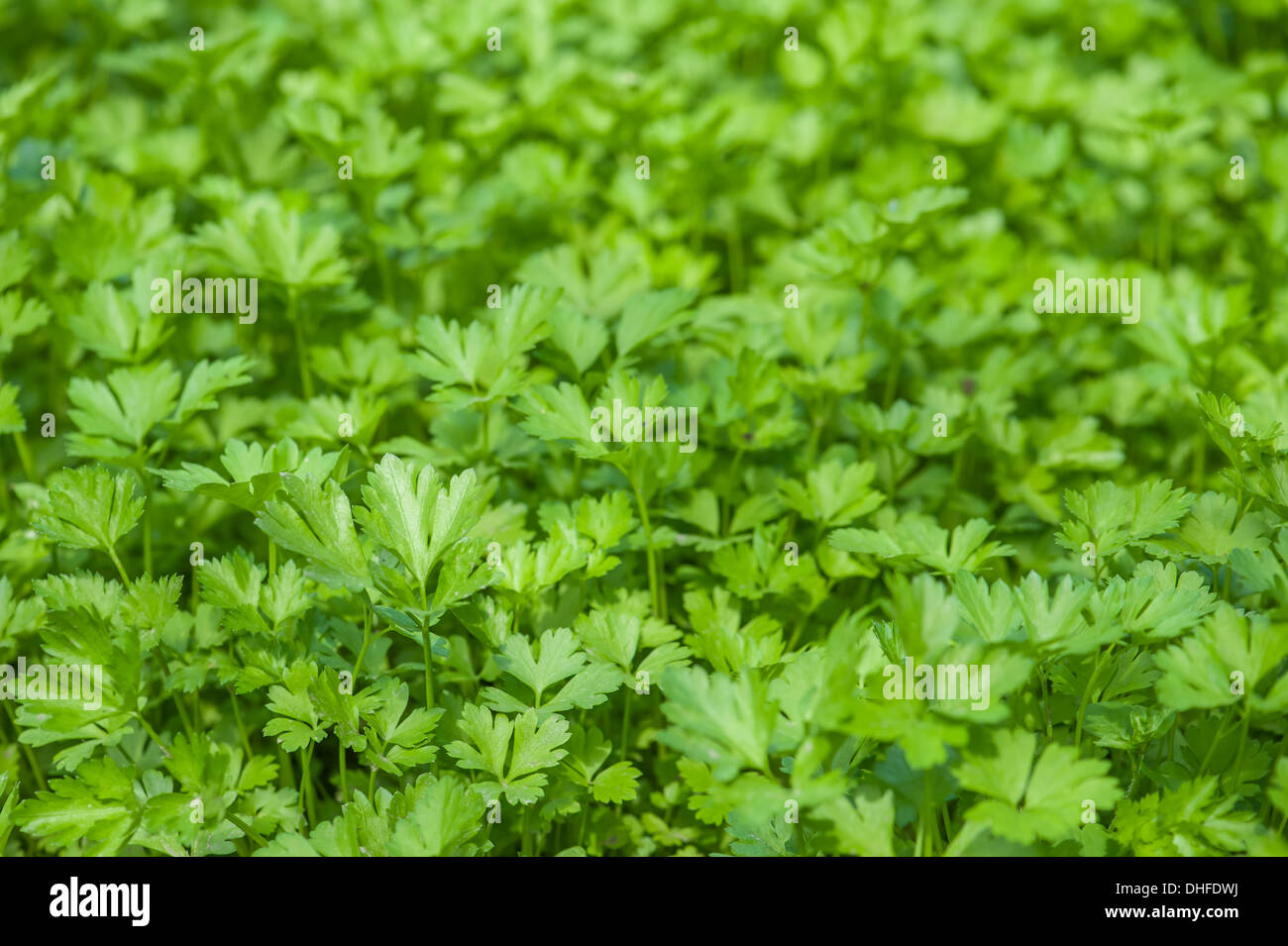 parsley on garden closeup Stock Photo