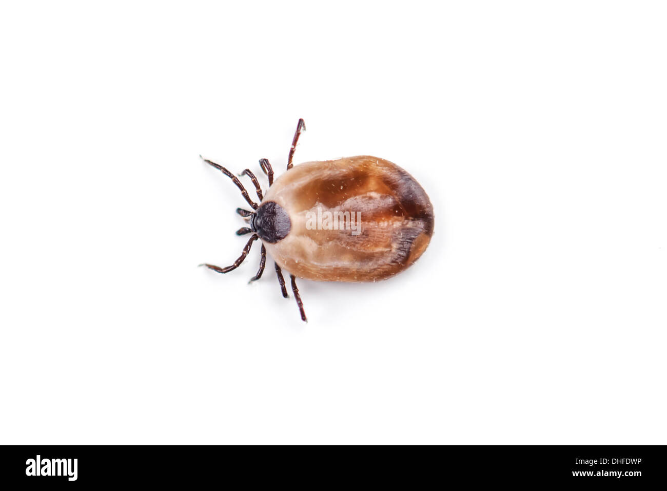 tick isolated on white background Stock Photo
