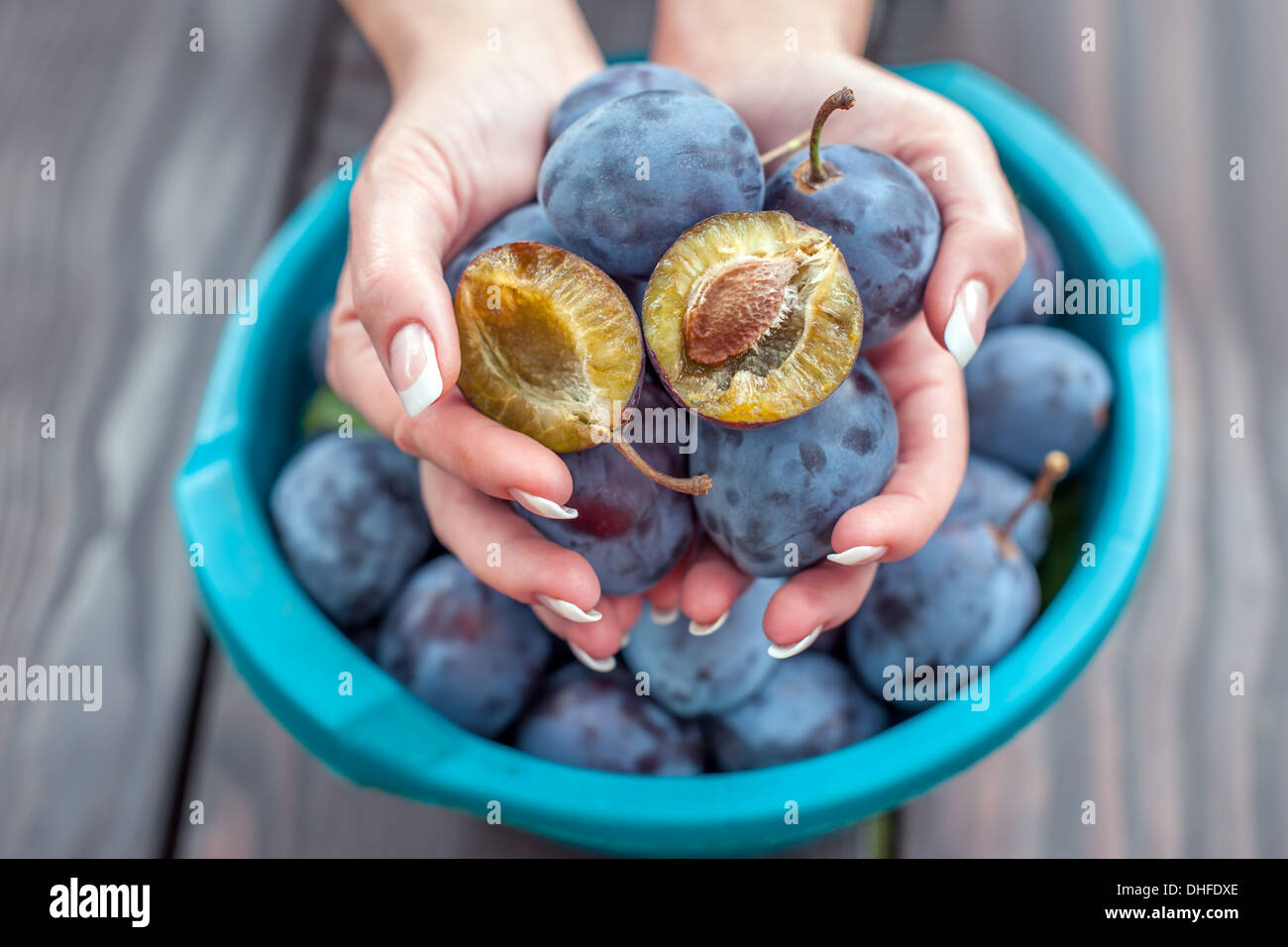 sweet plums in hand closeup Stock Photo