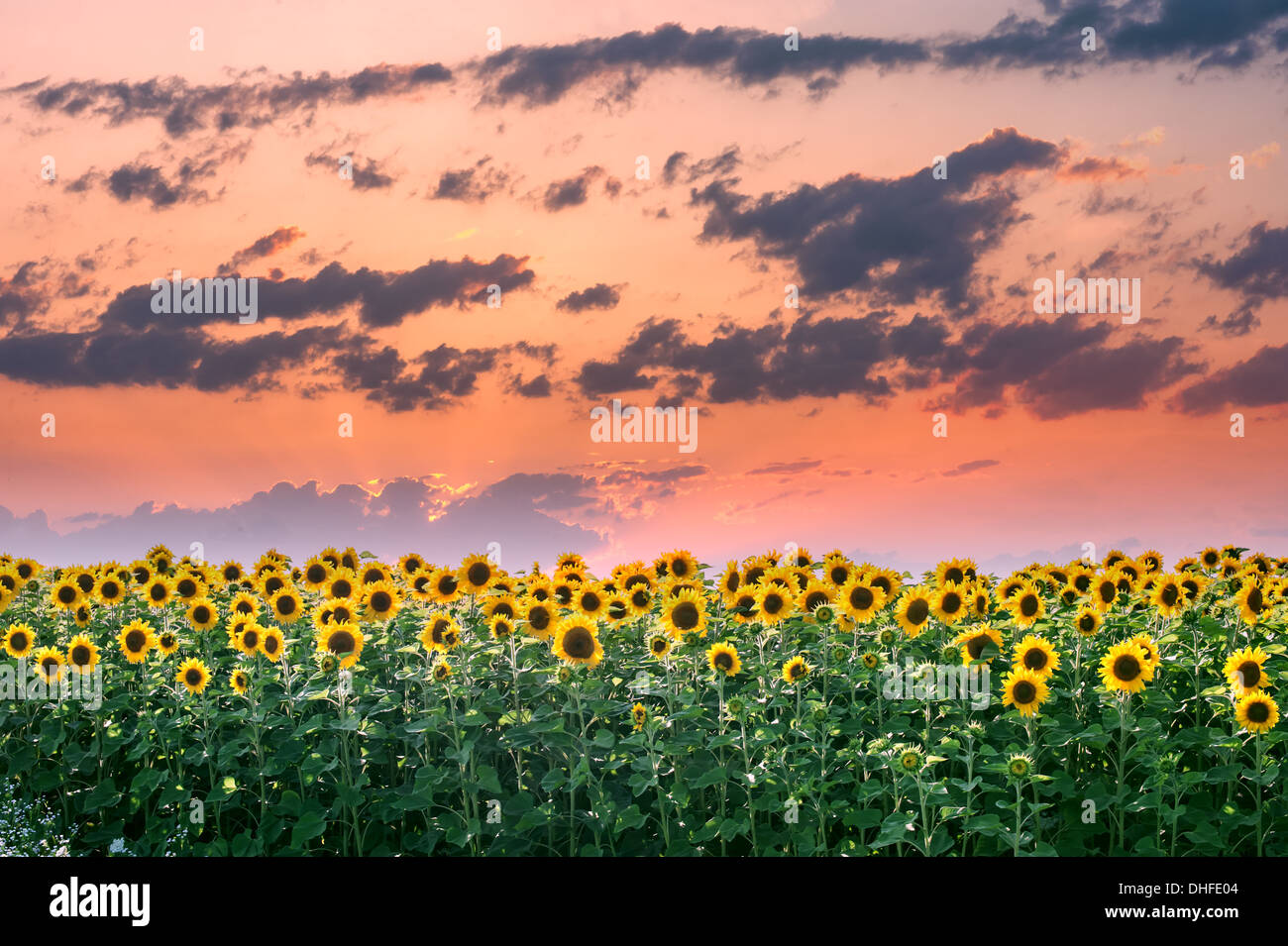 sunflower field and orange sunset Stock Photo Alamy