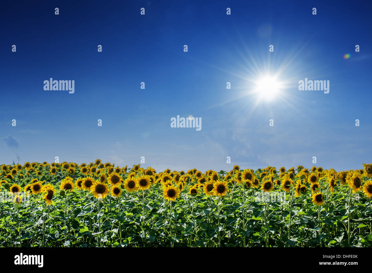 sunflower field and blue sky Stock Photo - Alamy