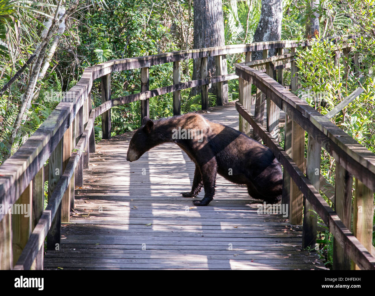 Bears In Florida Panhandle - Florida Black Bear DHFEKH 