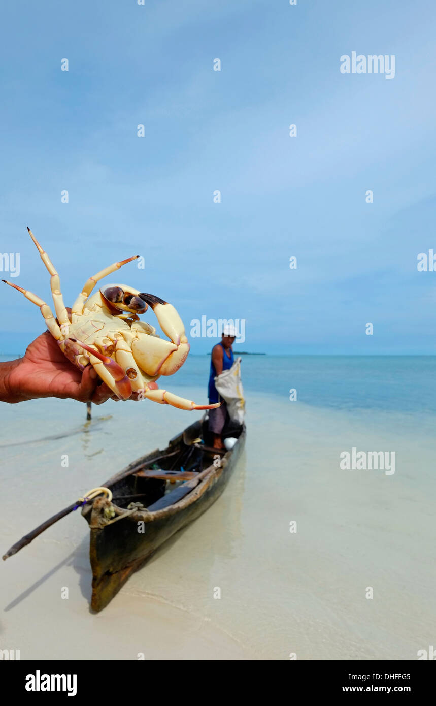 A fisherman from the Guna people holds a giant crab he caught in a small island in the "Comarca" (region) of the Guna Yala natives known as Kuna located in the archipelago of San Blas Blas islands in the Northeast of Panama facing the Caribbean Sea. Stock Photo