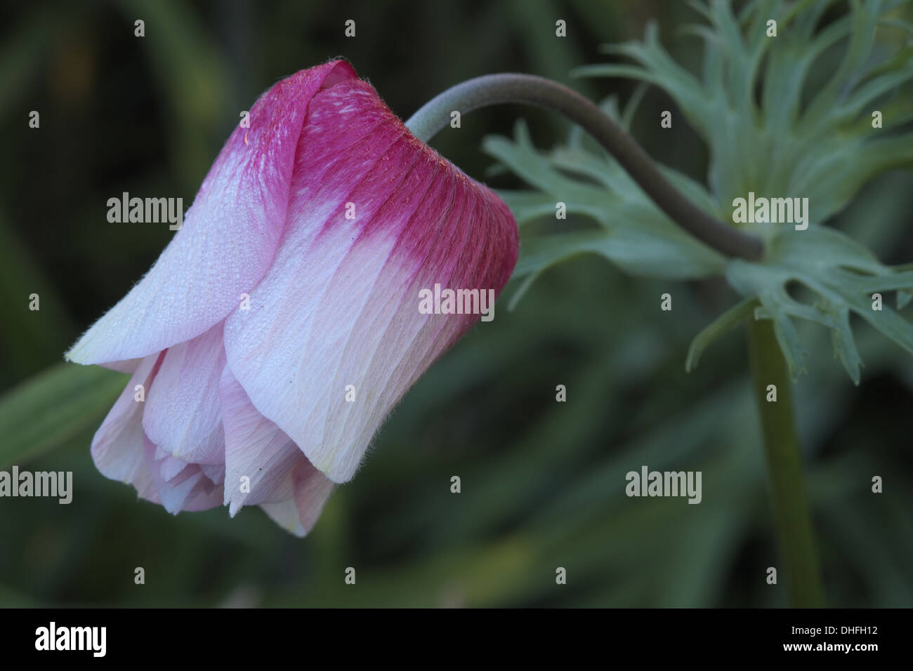anemone in morning dew Stock Photo
