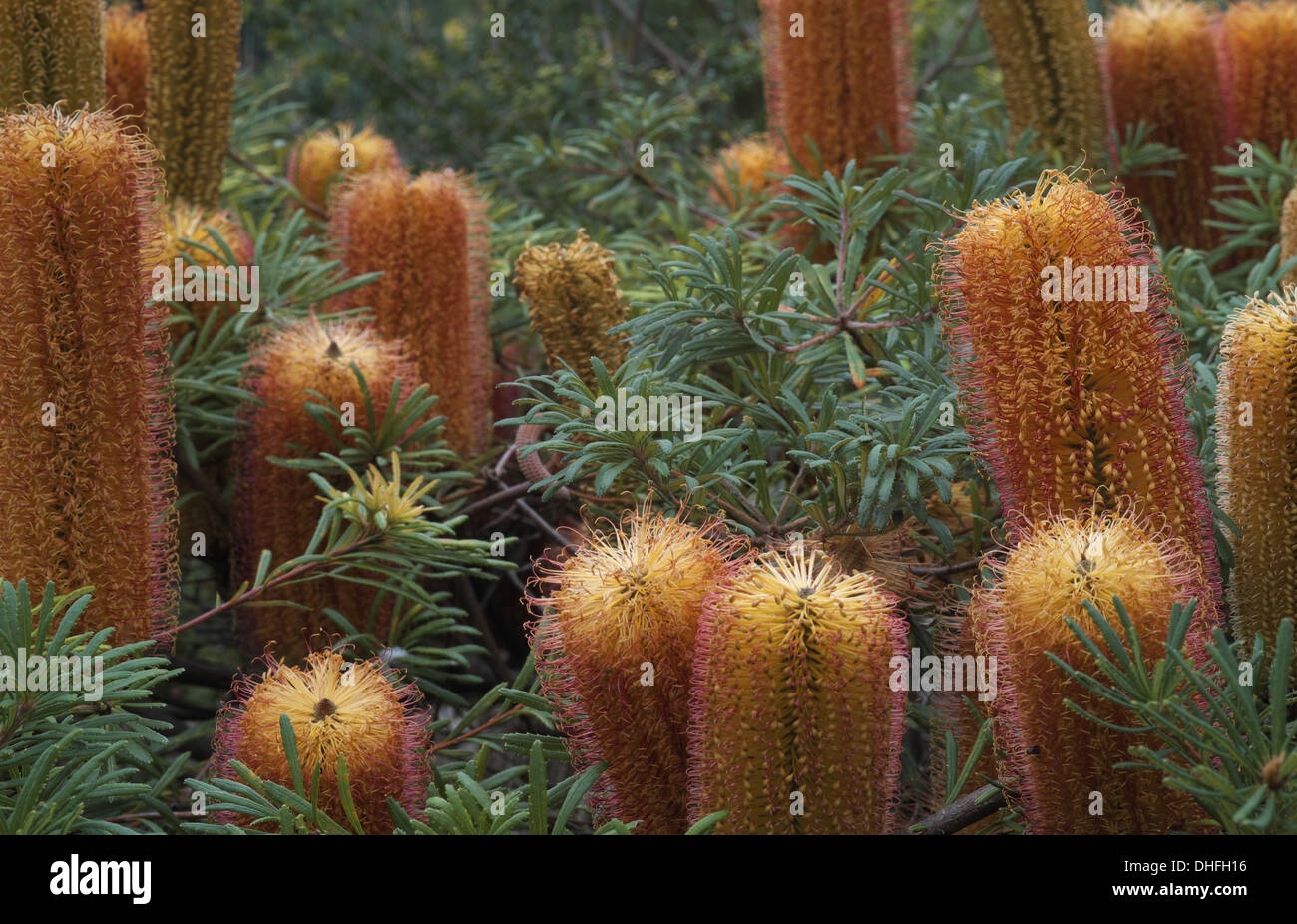 Hairpin banksia, or Banksia spinulosa Stock Photo - Alamy