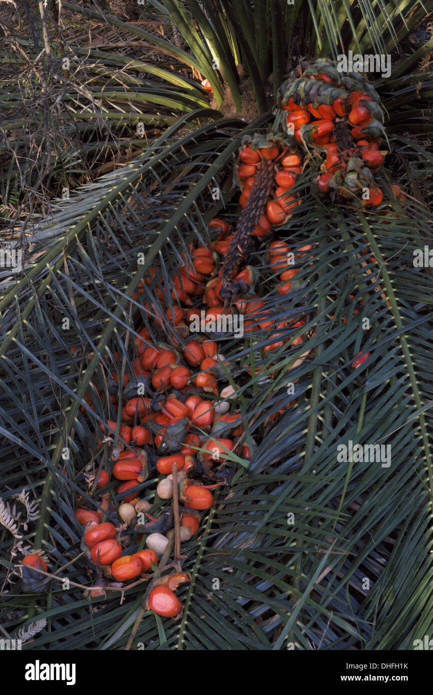Coastal forest Cycad (Macrozamia communis) and fruit South Coast NSW at Mimosa Rocks National Park Stock Photo