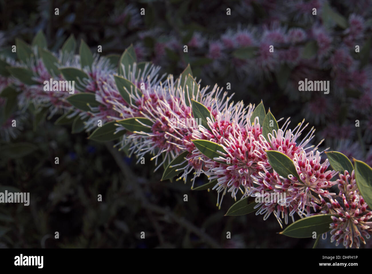Pincushion hakea, Burrendong Beauty Stock Photo