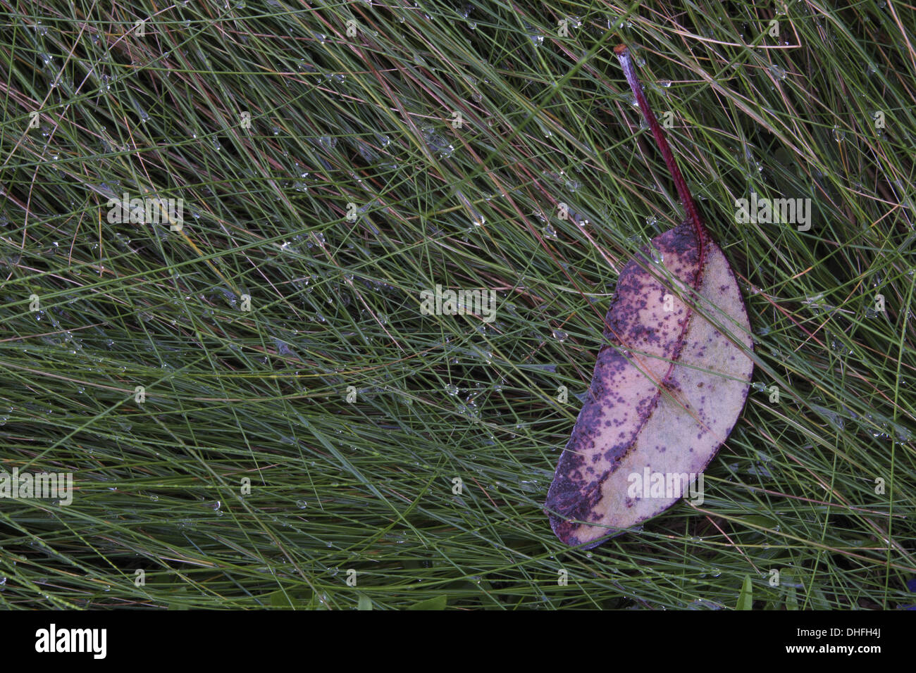 spent Eucalyptus leaf fallen on native poa grass Stock Photo