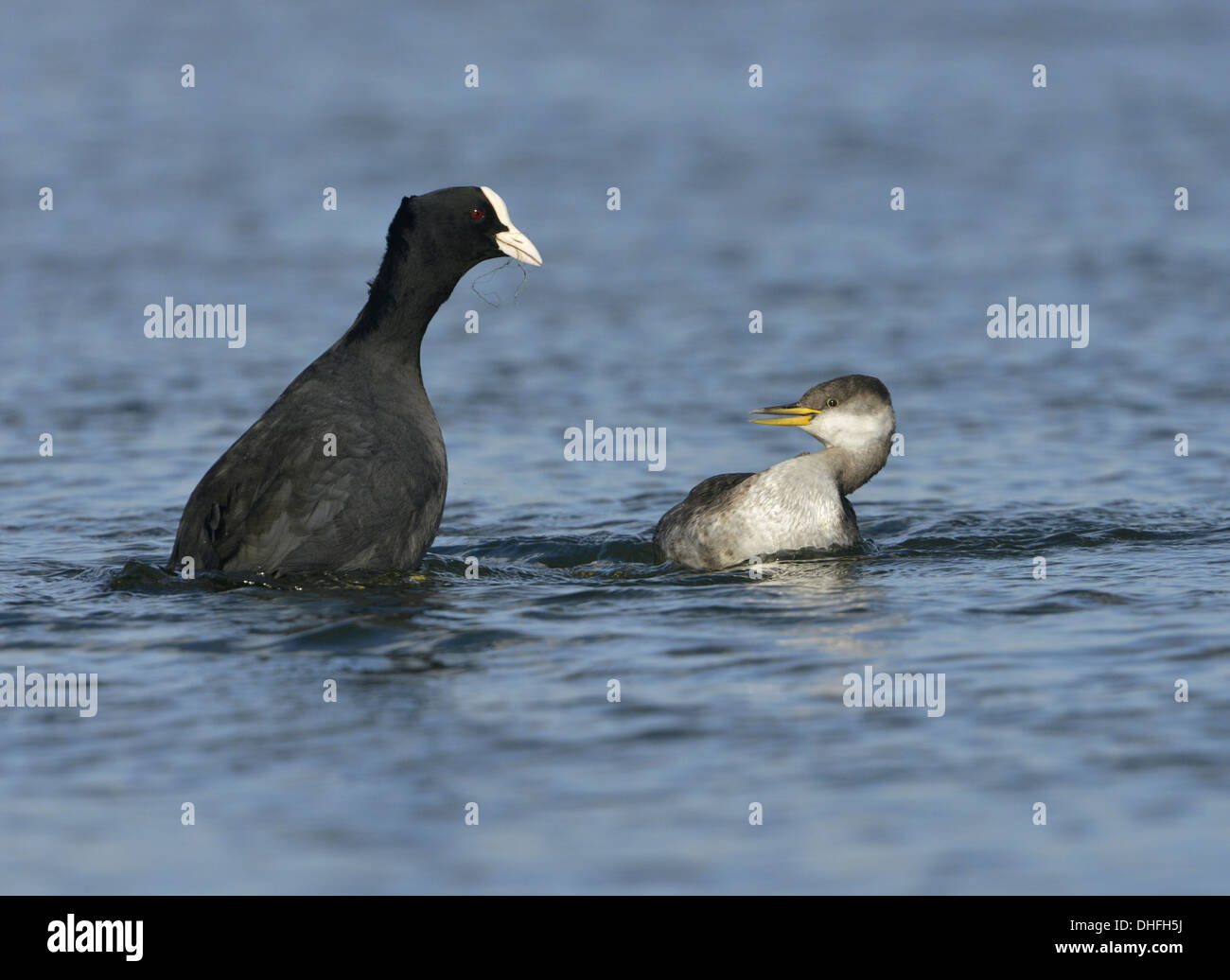 Red-necked Grebe - Podiceps grisegena and Coot - Fulica atra Stock Photo