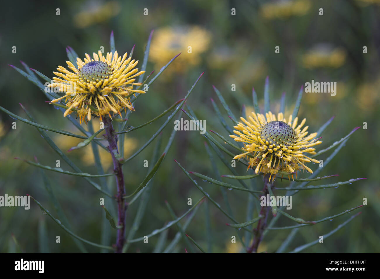 Isopogon anemonifolius or Broad-leaved Drumsticks is a shrub that is endemic to eastern New South Wales in Australia Stock Photo