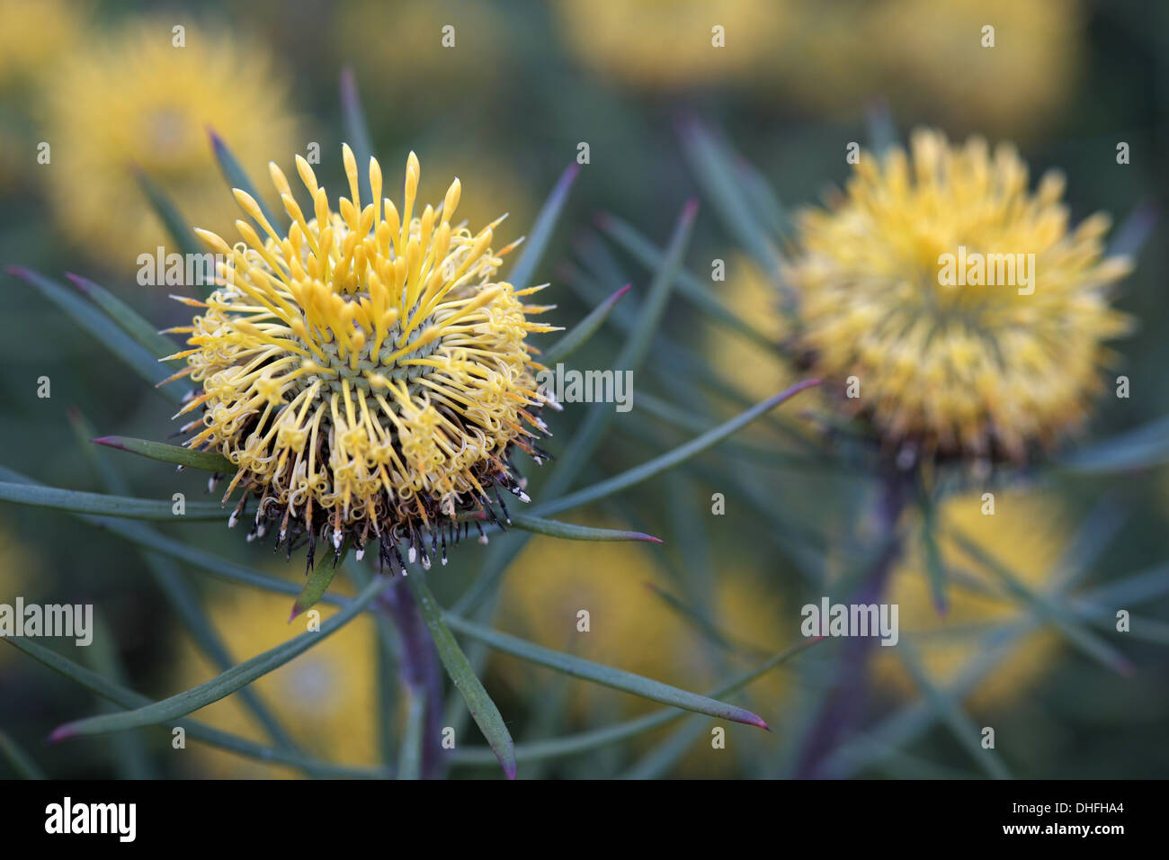 Isopogon anemonifolius or Broad-leaved Drumsticks is a shrub that is endemic to eastern New South Wales in Australia Stock Photo