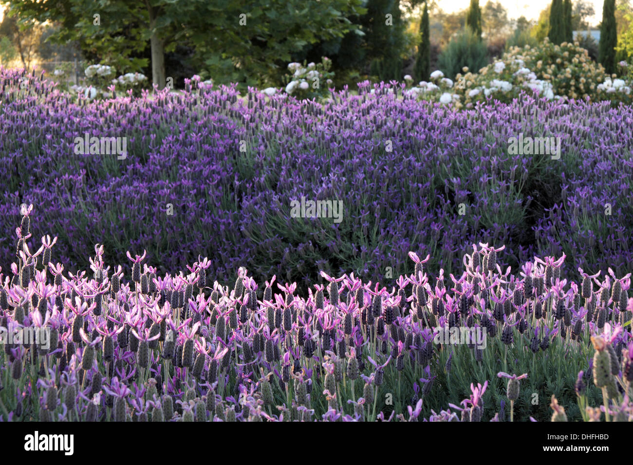 Lavender in flower at a garden in Wagga Stock Photo