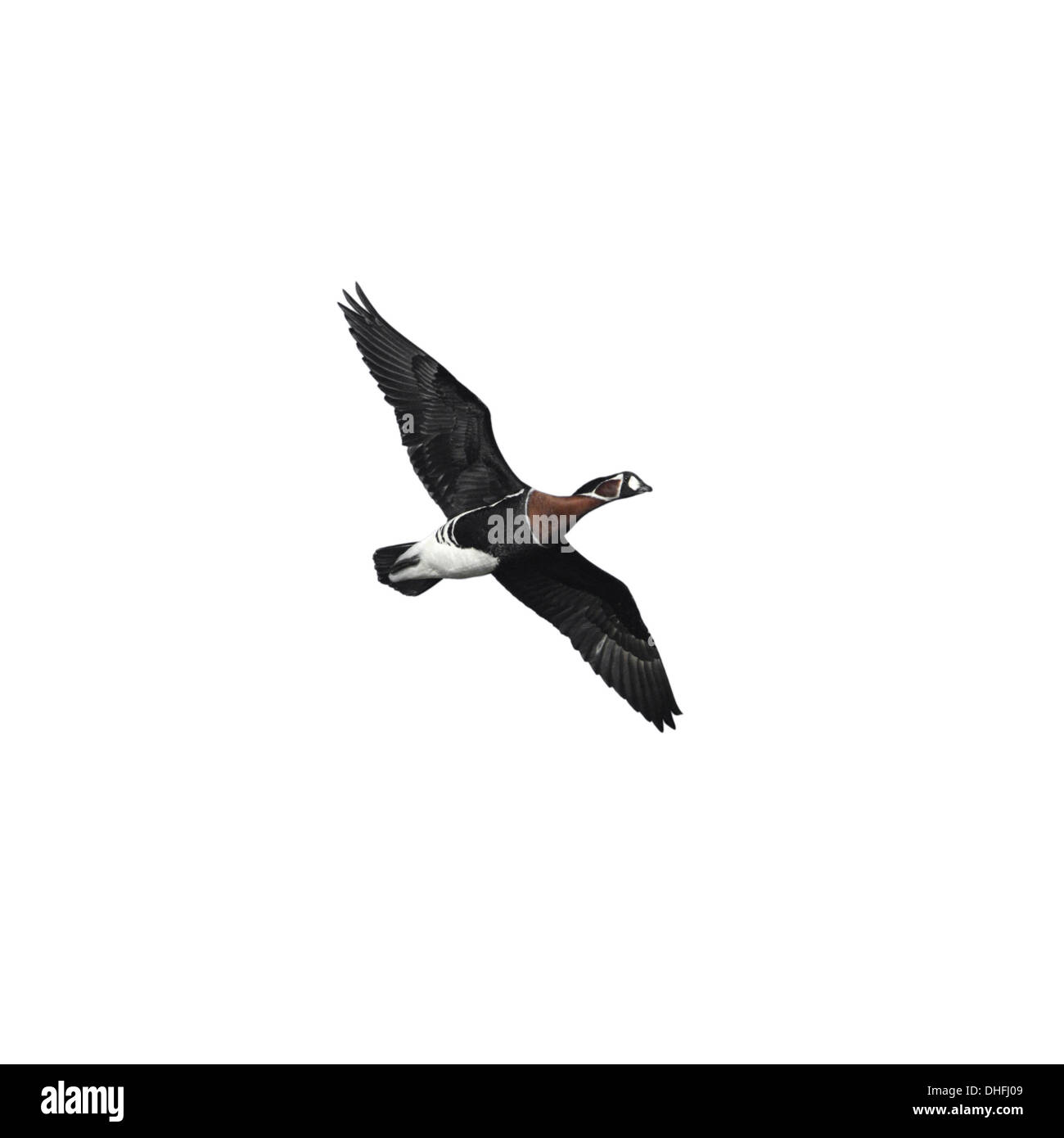 Red-breasted Goose - Branta ruficollis - in flight. Stock Photo