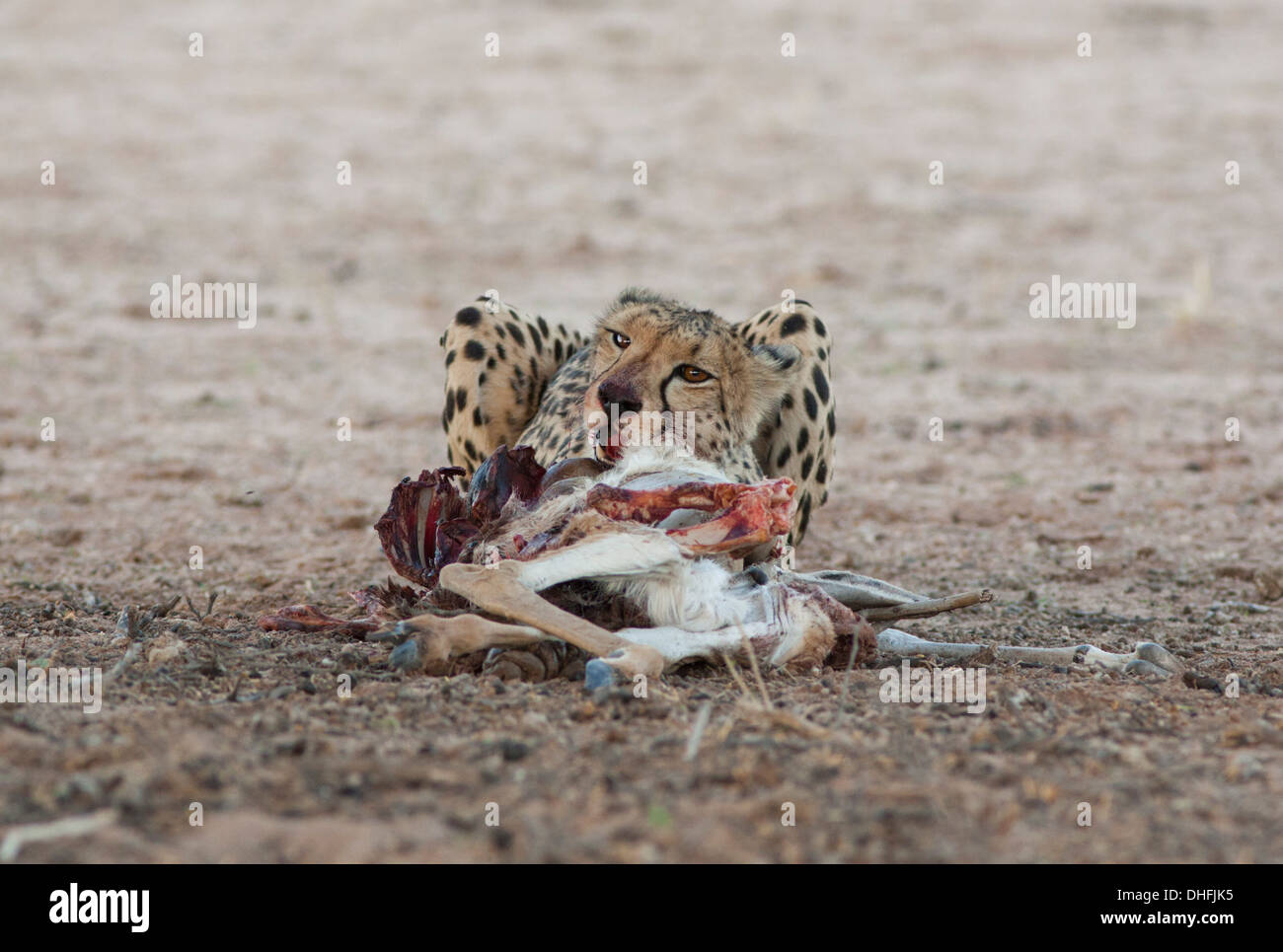 Female Cheetah with kill in the kalahari Stock Photo