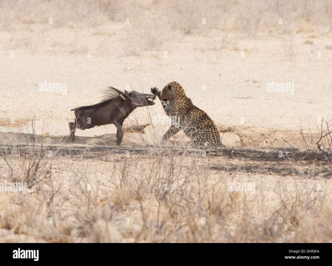 Leopard killing a warthog in the kalahari Stock Photo